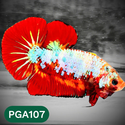 King Giant Plakat Male Betta Fish | You Pick Fish | High Grade