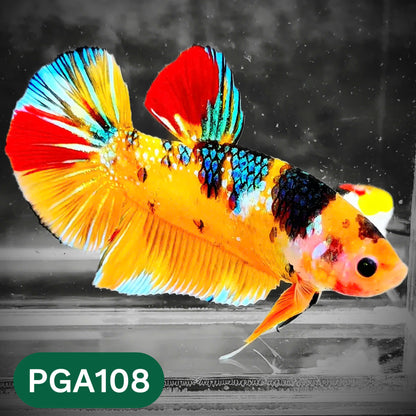 King Giant Plakat Male Betta Fish | You Pick Fish | High Grade