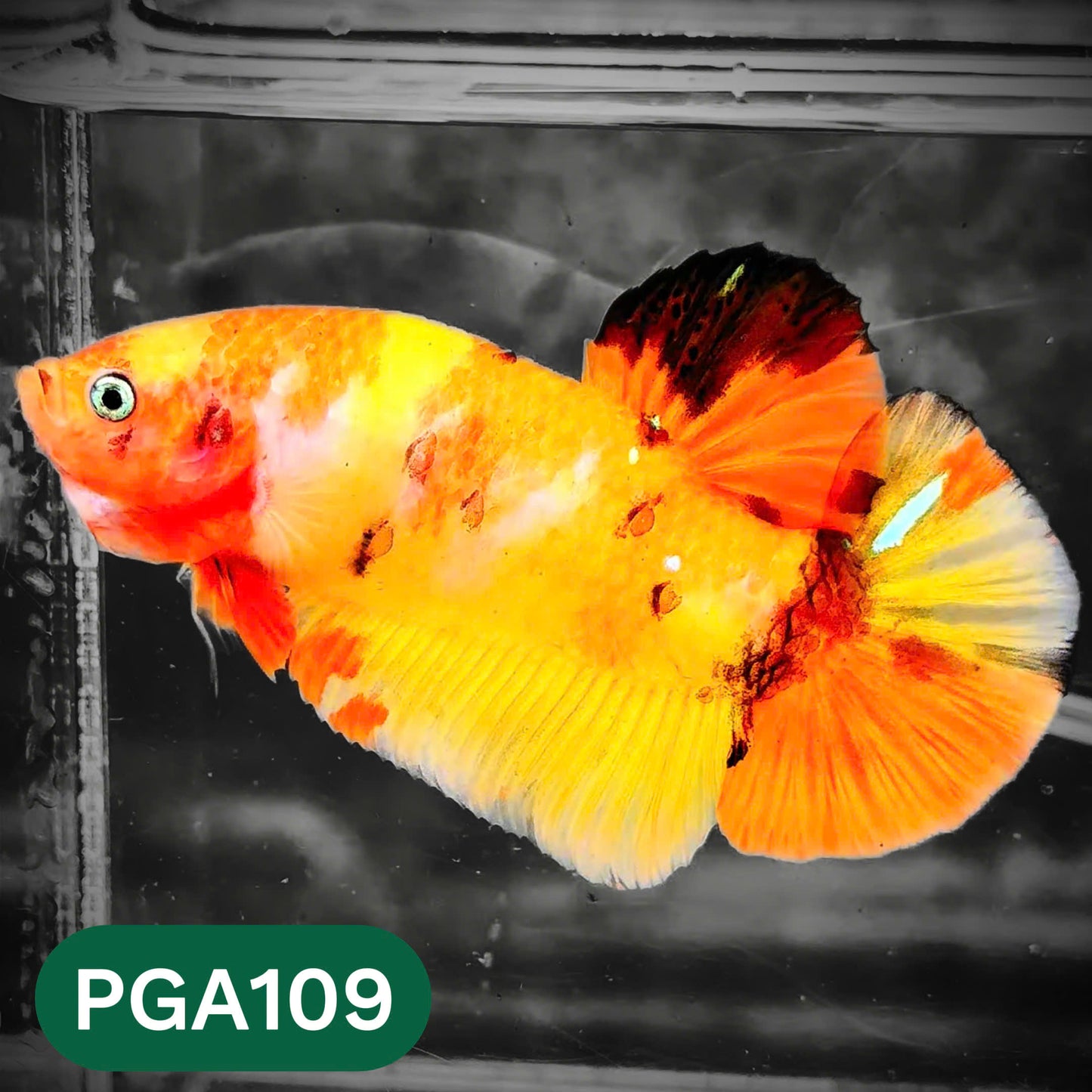 King Giant Plakat Male Betta Fish | You Pick Fish | High Grade