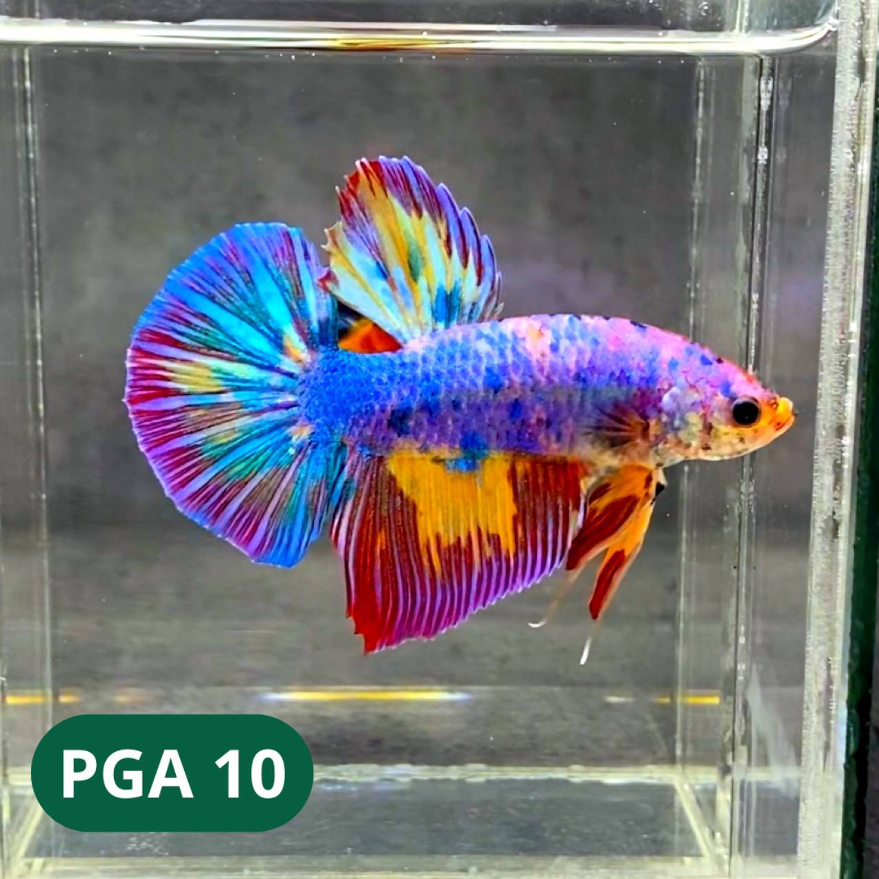 King Giant Plakat Male Betta Fish | You Pick Fish | High Grade