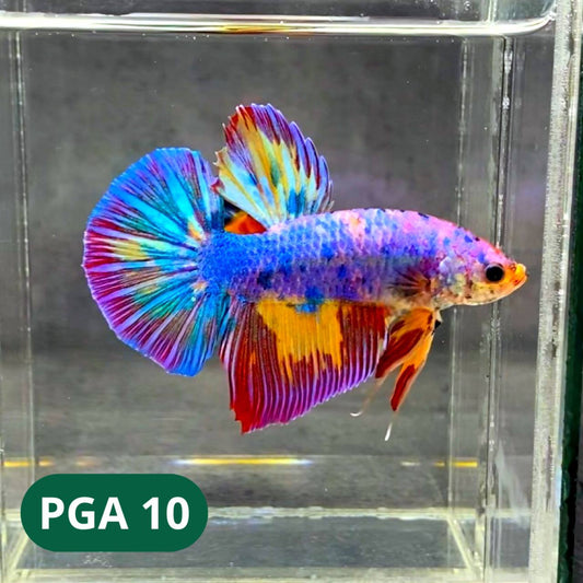 King Giant Plakat Male Betta Fish | You Pick Fish | High Grade