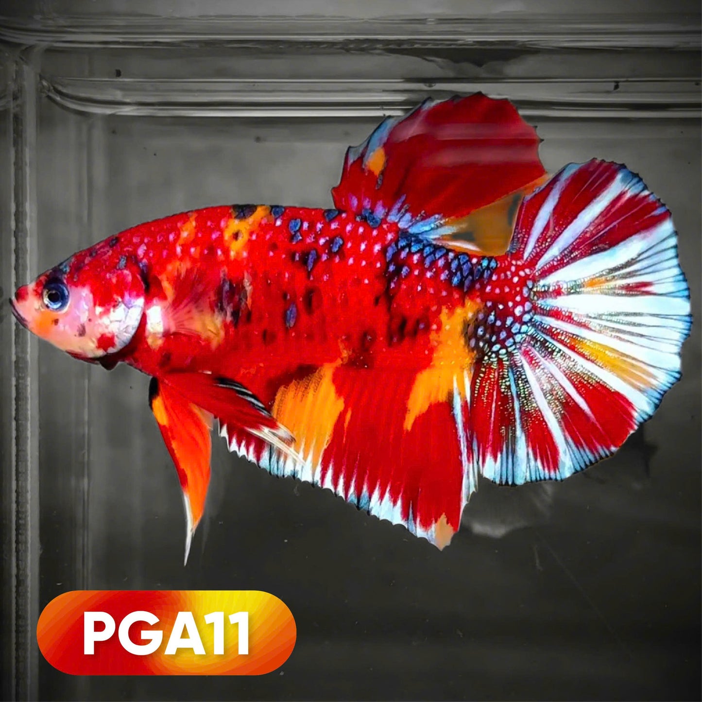 Koi Red White Star Tail Giant Betta Fish