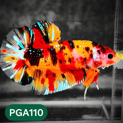 King Giant Plakat Male Betta Fish | You Pick Fish | High Grade