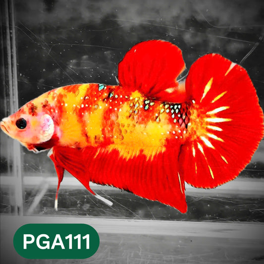 King Giant Plakat Male Betta Fish | You Pick Fish | High Grade