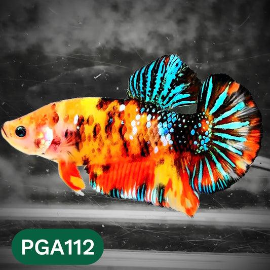 King Giant Plakat Male Betta Fish | You Pick Fish | High Grade