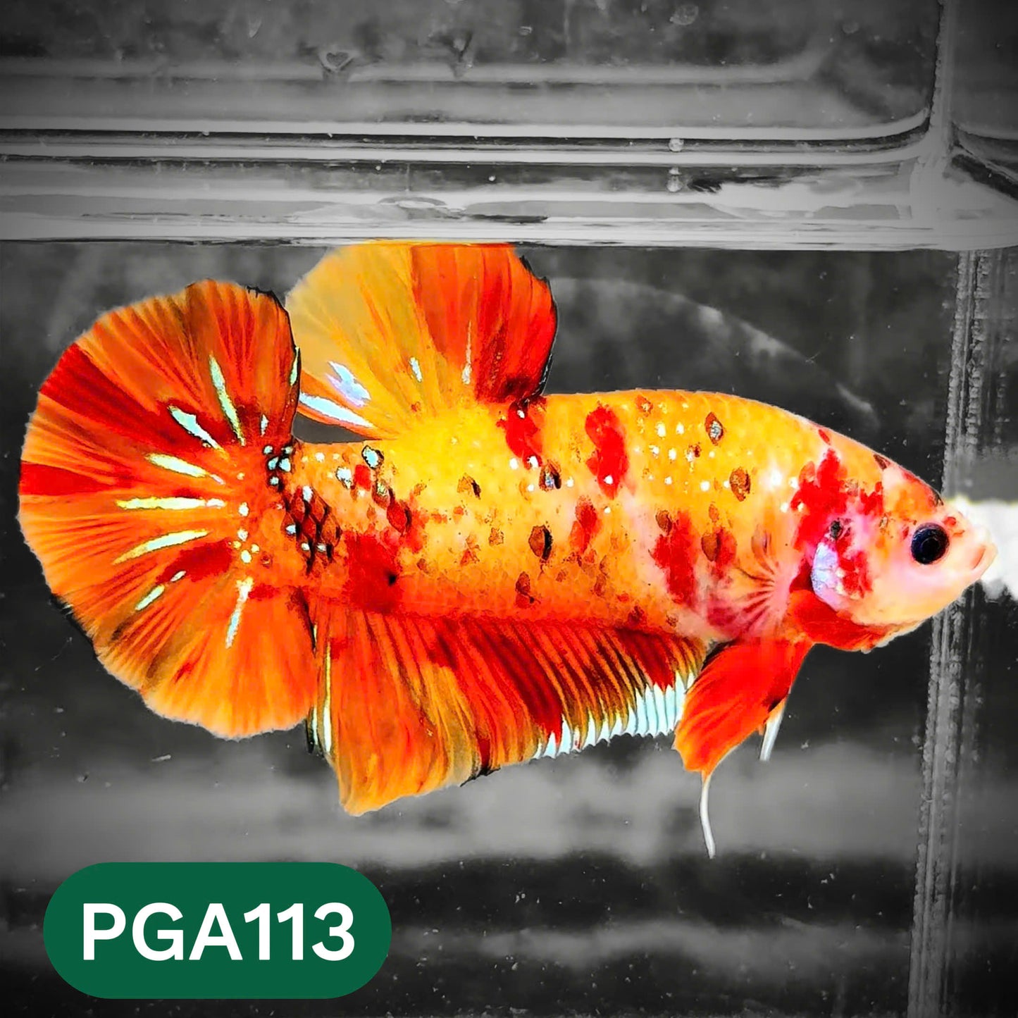 King Giant Plakat Male Betta Fish | You Pick Fish | High Grade