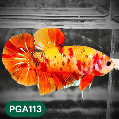 King Giant Plakat Male Betta Fish | You Pick Fish | High Grade