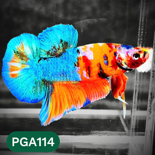 King Giant Plakat Male Betta Fish | You Pick Fish | High Grade