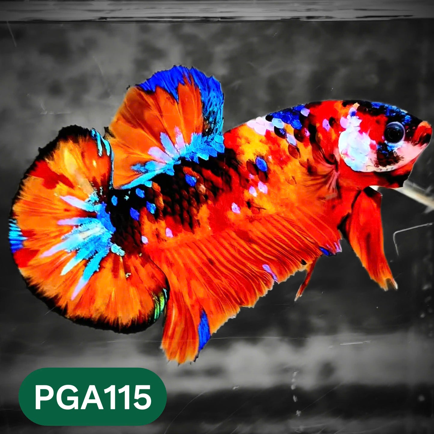 King Giant Plakat Male Betta Fish | You Pick Fish | High Grade