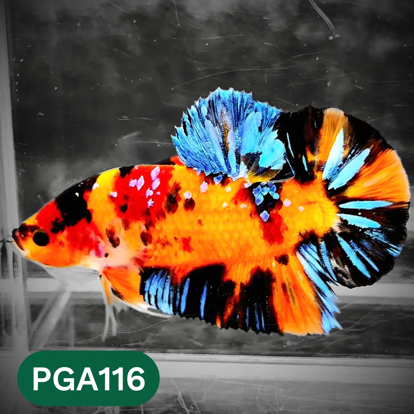 King Giant Plakat Male Betta Fish | You Pick Fish | High Grade