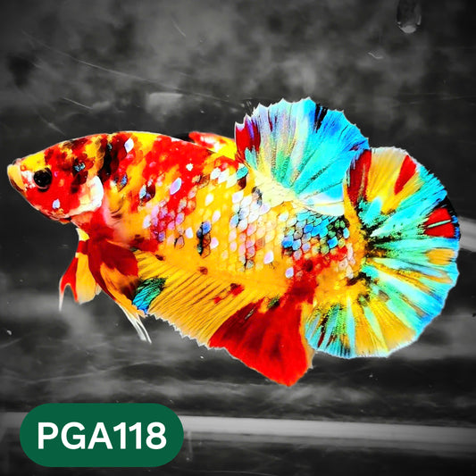King Giant Plakat Male Betta Fish | You Pick Fish | High Grade