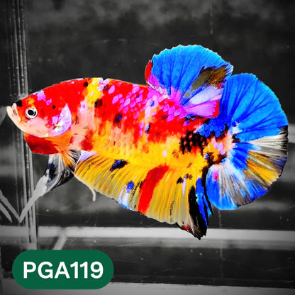 King Giant Plakat Male Betta Fish | You Pick Fish | High Grade