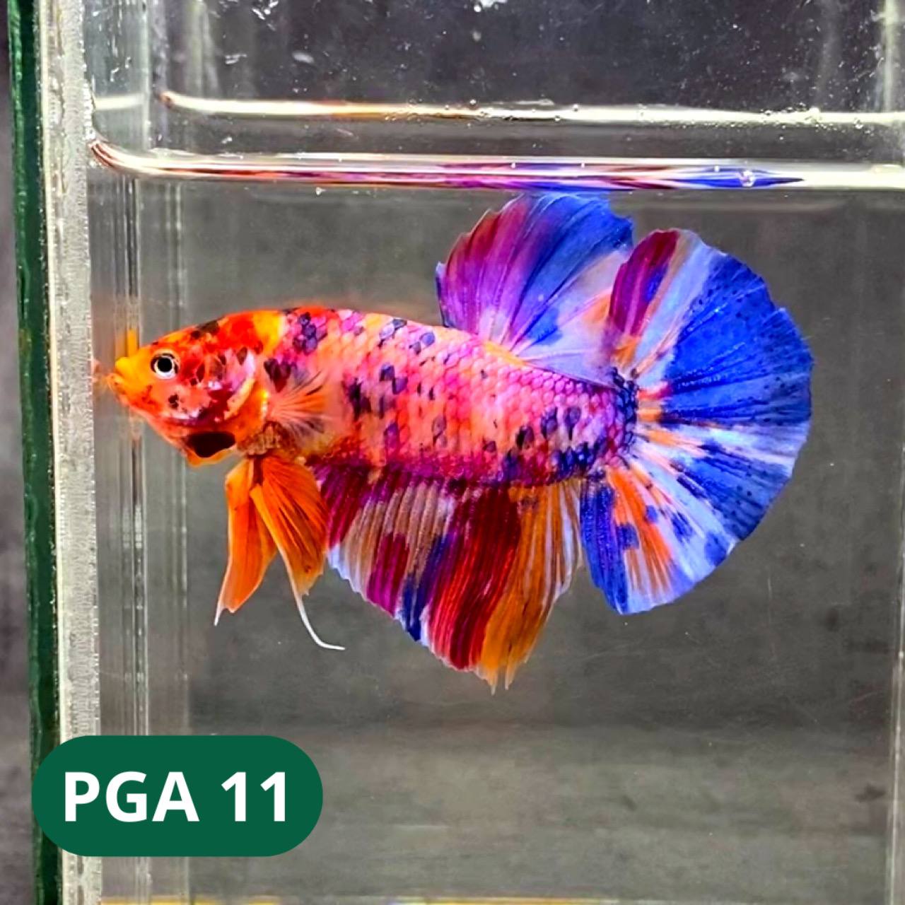 King Giant Plakat Male Betta Fish | You Pick Fish | High Grade