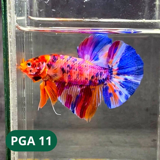 King Giant Plakat Male Betta Fish | You Pick Fish | High Grade