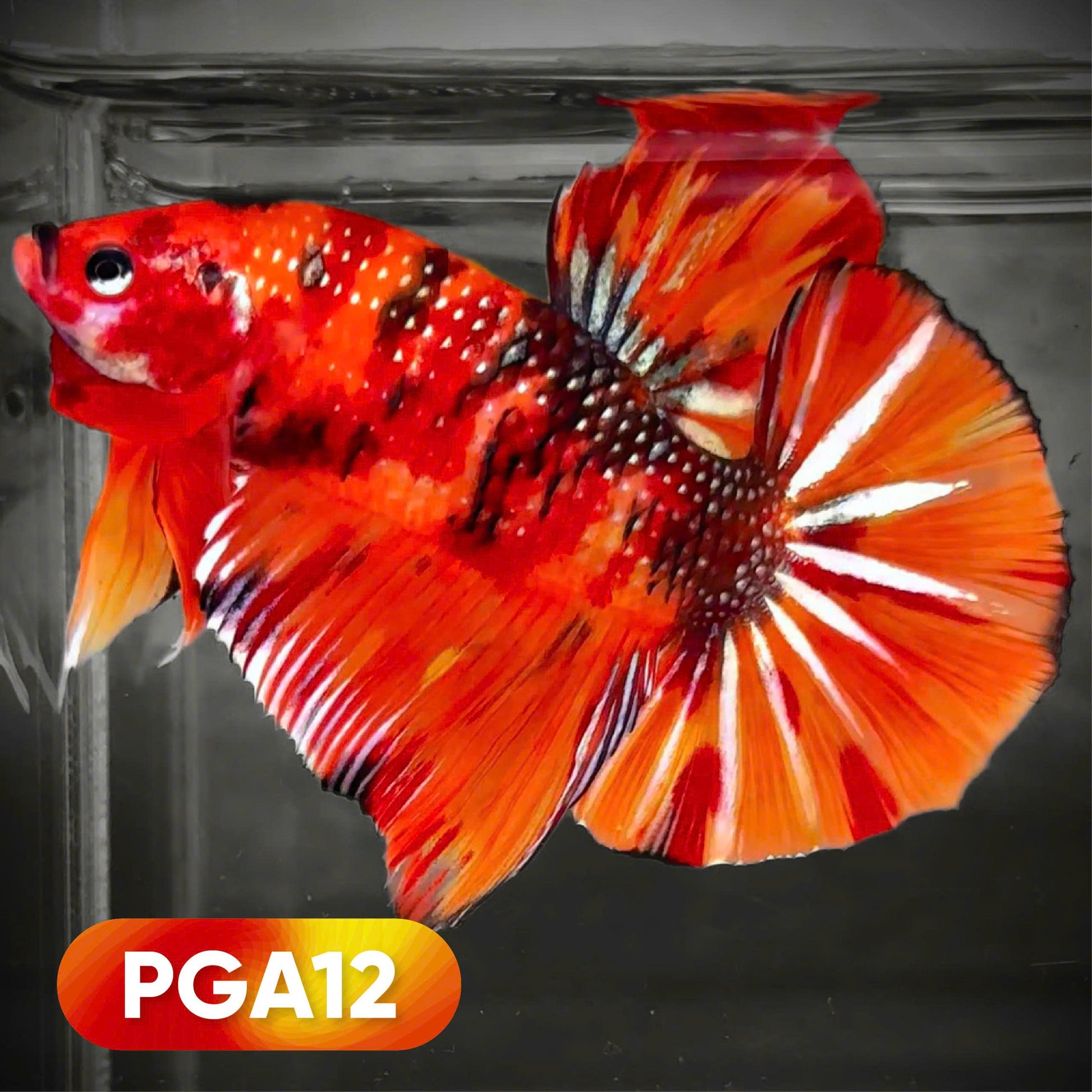 Koi Nemo fire Giant Betta Fish