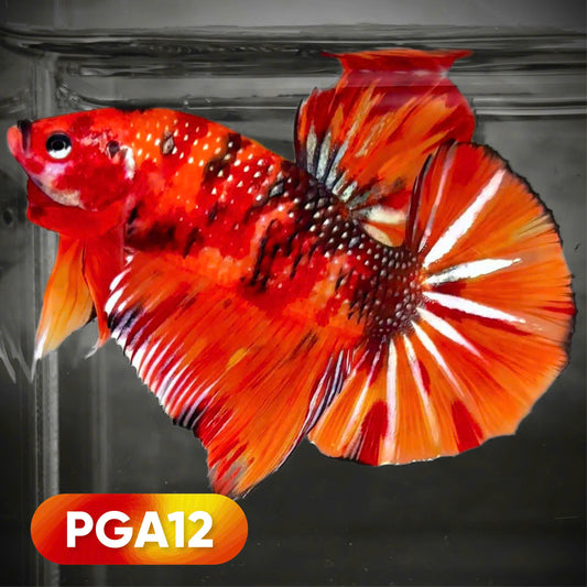 Koi Nemo fire Giant Betta Fish