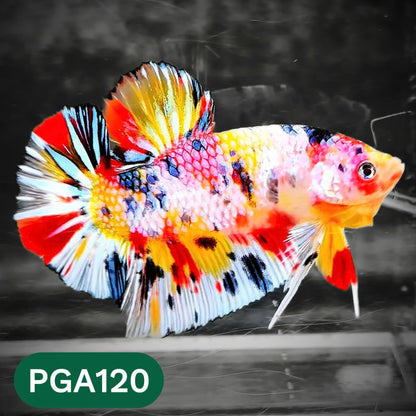 King Giant Plakat Male Betta Fish | You Pick Fish | High Grade