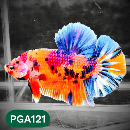 King Giant Plakat Male Betta Fish | You Pick Fish | High Grade