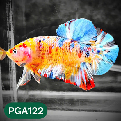King Giant Plakat Male Betta Fish | You Pick Fish | High Grade