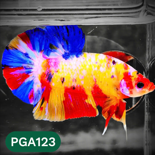 King Giant Plakat Male Betta Fish | You Pick Fish | High Grade