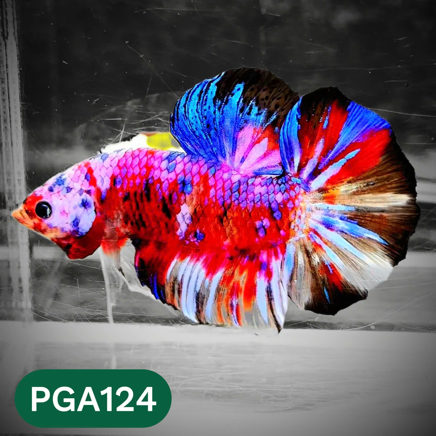 King Giant Plakat Male Betta Fish | You Pick Fish | High Grade