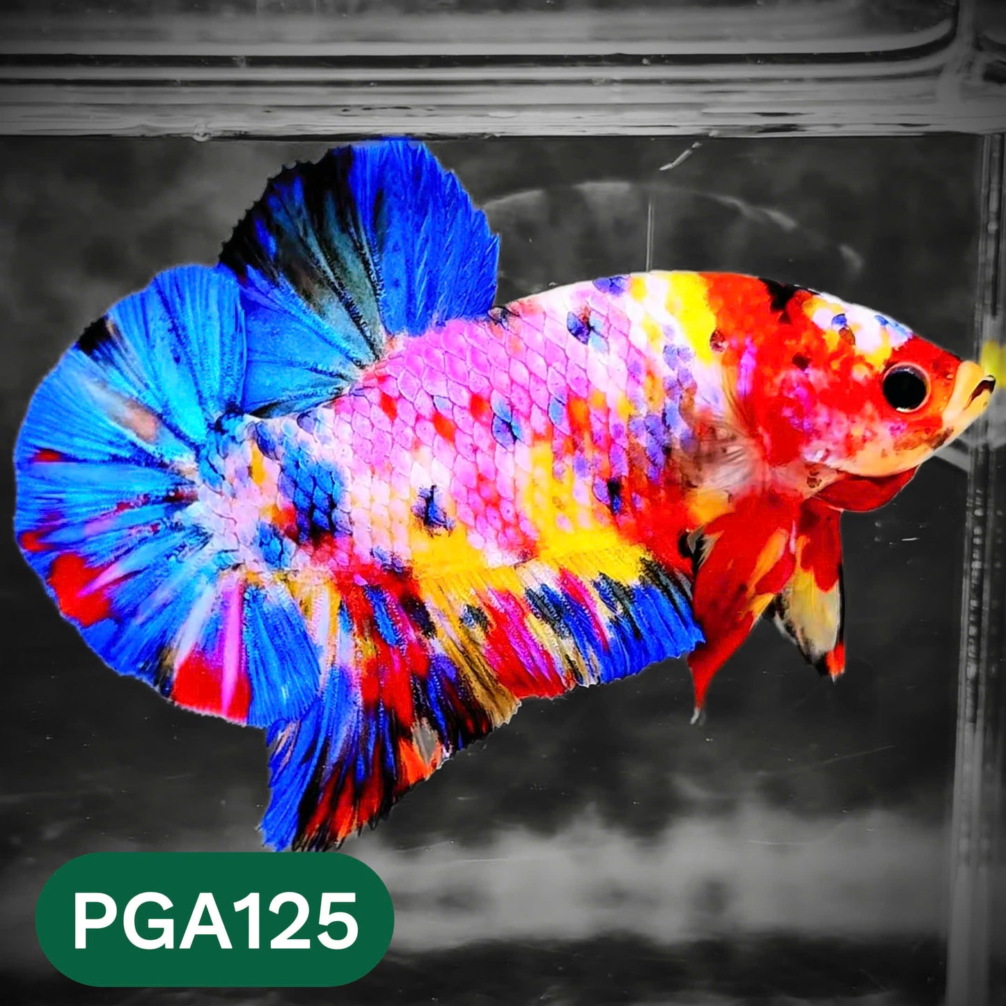 King Giant Plakat Male Betta Fish | You Pick Fish | High Grade