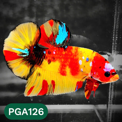 King Giant Plakat Male Betta Fish | You Pick Fish | High Grade