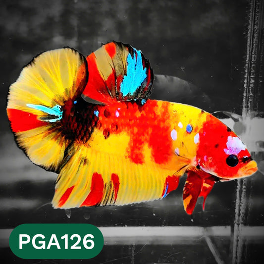 King Giant Plakat Male Betta Fish | You Pick Fish | High Grade