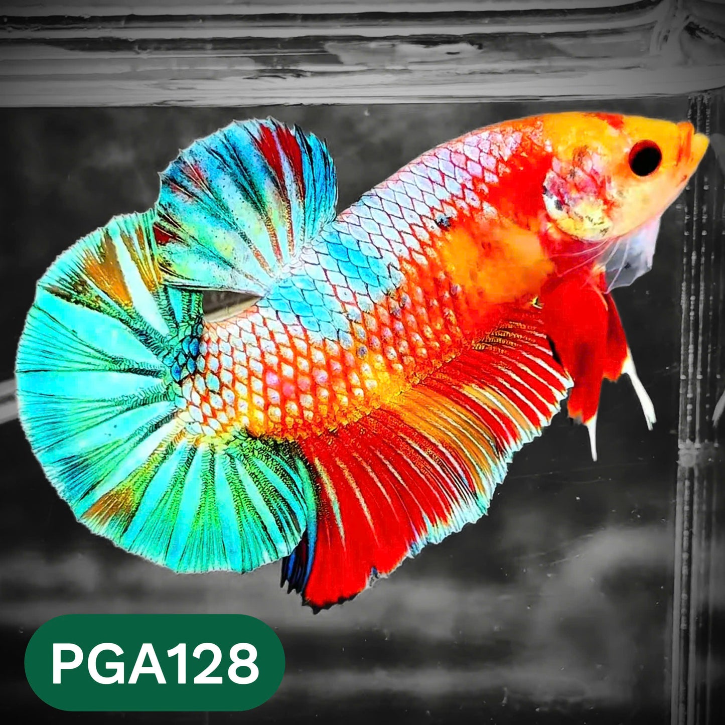 King Giant Plakat Male Betta Fish | You Pick Fish | High Grade