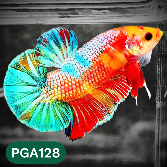 King Giant Plakat Male Betta Fish | You Pick Fish | High Grade