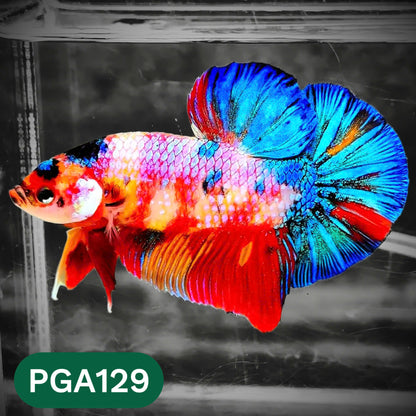 King Giant Plakat Male Betta Fish | You Pick Fish | High Grade