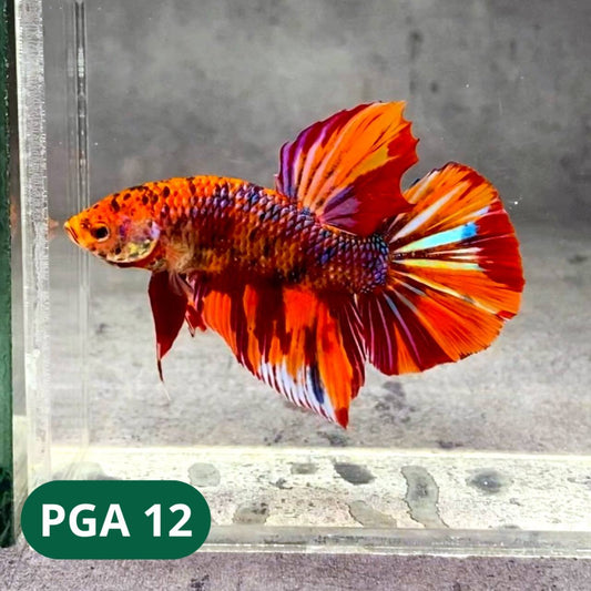 King Giant Plakat Male Betta Fish | You Pick Fish | High Grade