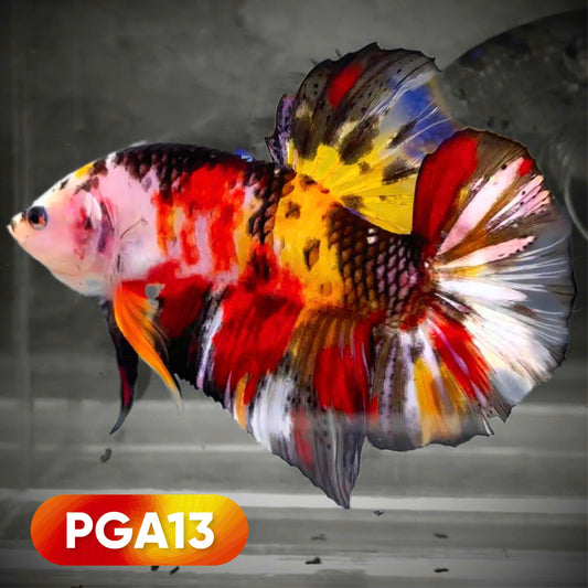 Koi Multicolor Giant Male Betta Fish