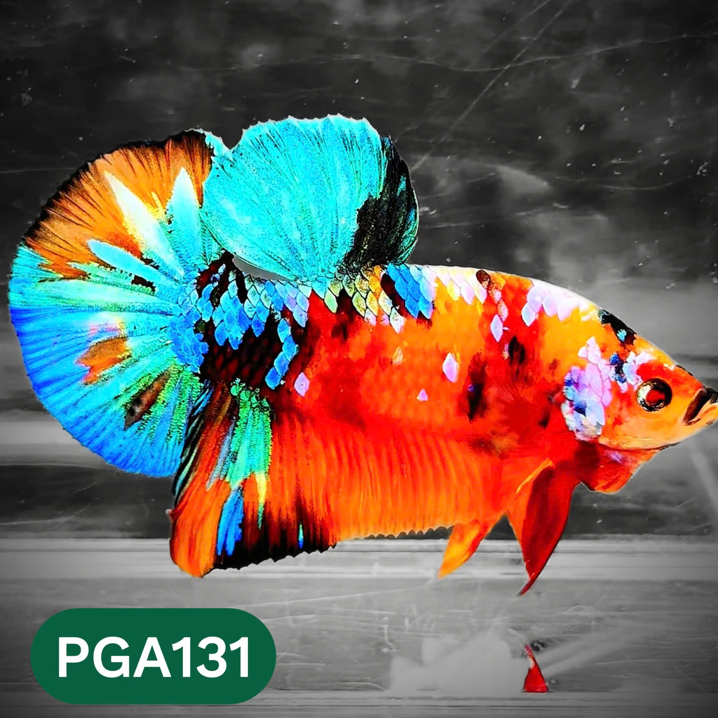 King Giant Plakat Male Betta Fish | You Pick Fish | High Grade