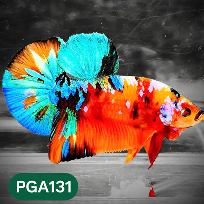 King Giant Plakat Male Betta Fish | You Pick Fish | High Grade