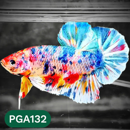 King Giant Plakat Male Betta Fish | You Pick Fish | High Grade