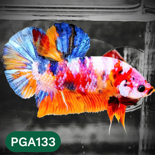 King Giant Plakat Male Betta Fish | You Pick Fish | High Grade