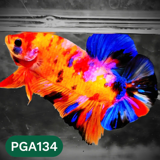 King Giant Plakat Male Betta Fish | You Pick Fish | High Grade