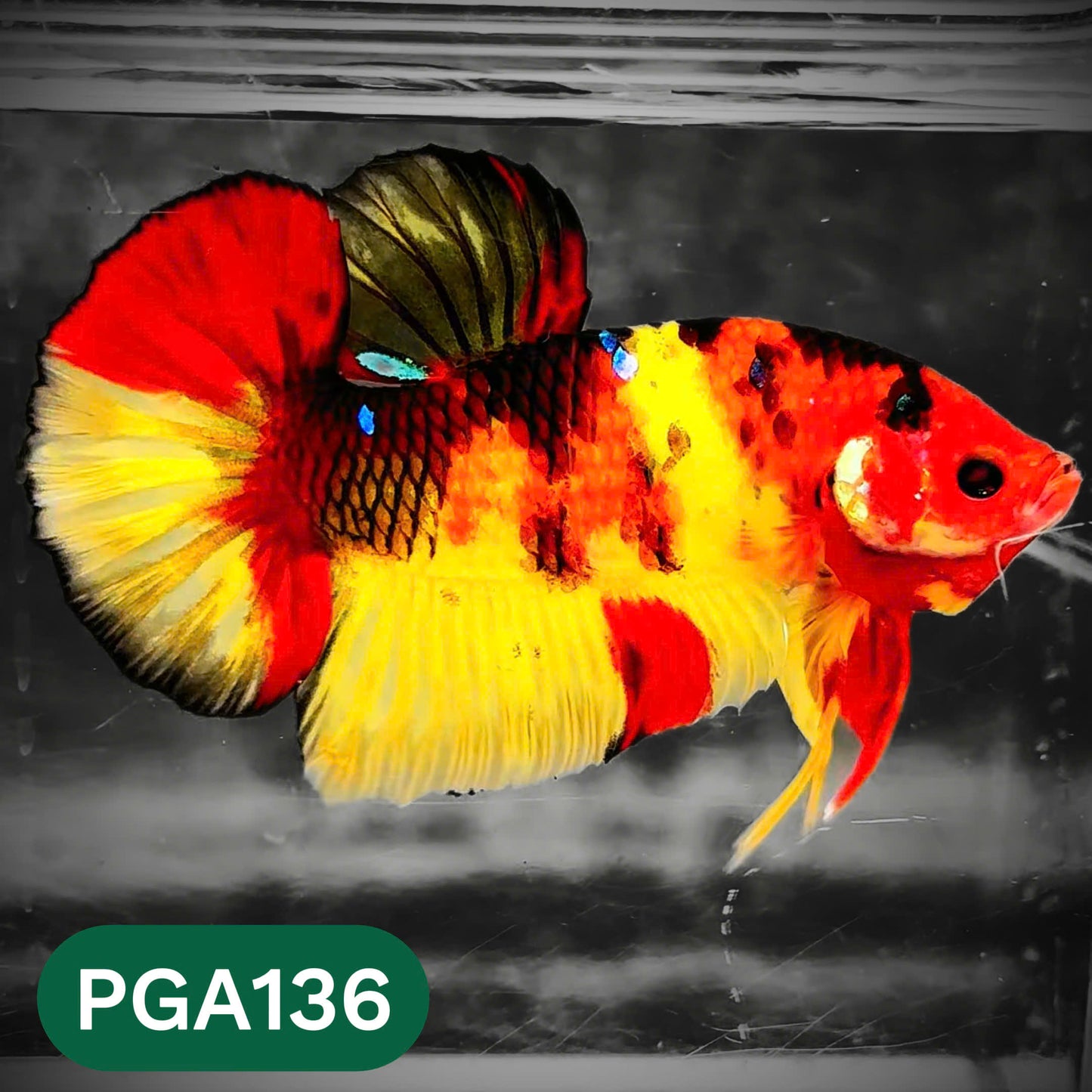 King Giant Plakat Male Betta Fish | You Pick Fish | High Grade