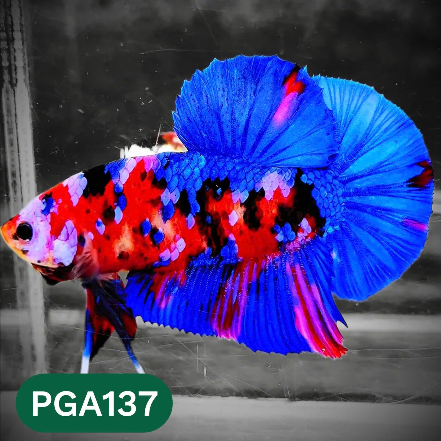King Giant Plakat Male Betta Fish | You Pick Fish | High Grade