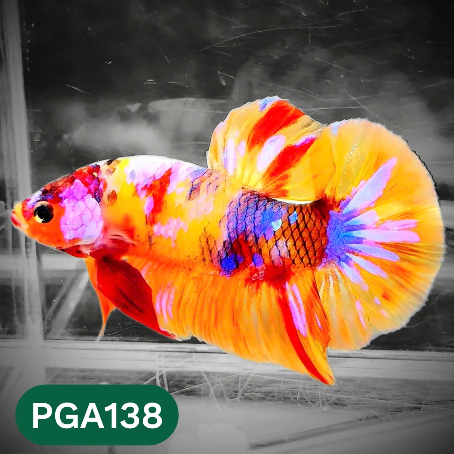 King Giant Plakat Male Betta Fish | You Pick Fish | High Grade