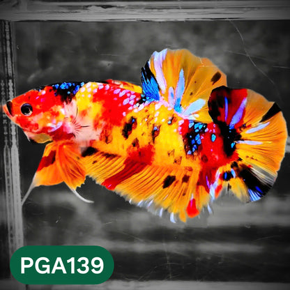 King Giant Plakat Male Betta Fish | You Pick Fish | High Grade
