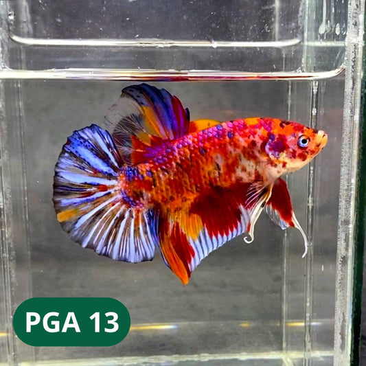 King Giant Plakat Male Betta Fish | You Pick Fish | High Grade