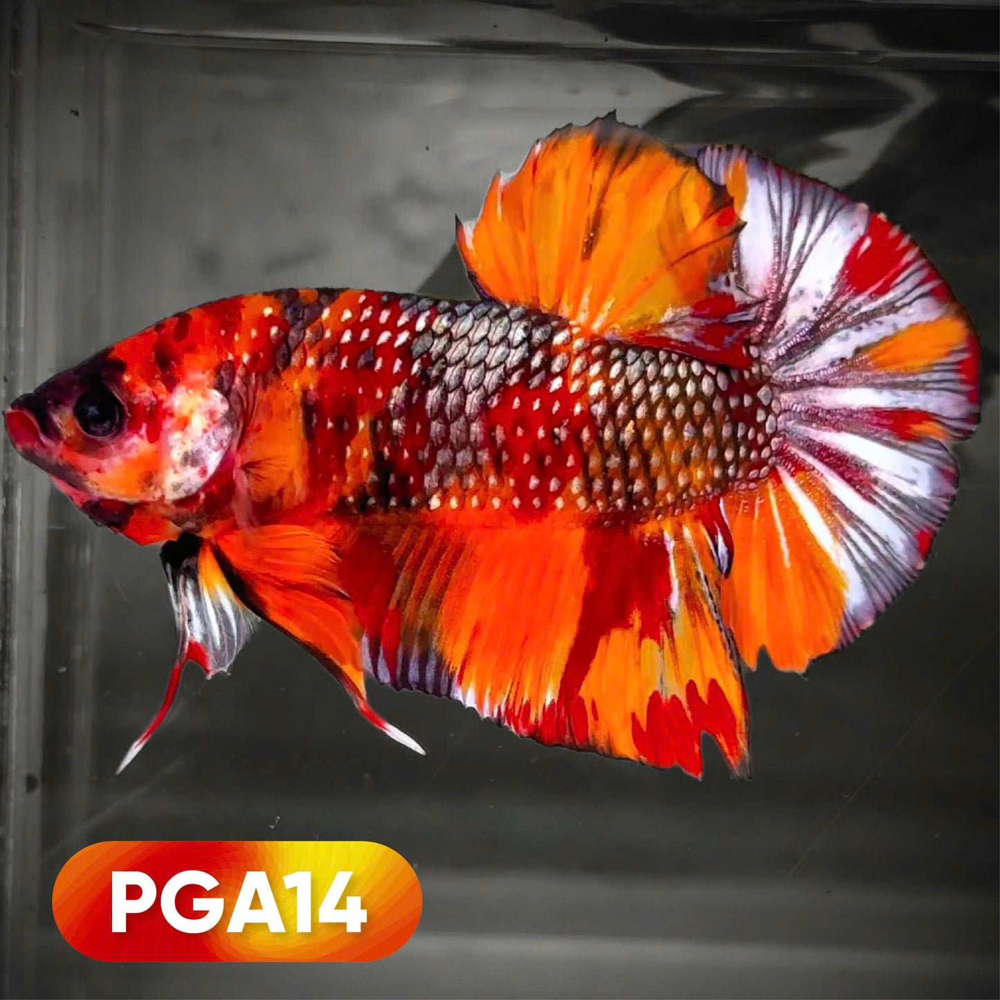 Koi Nemo Metallic Scale Giant Betta Fish