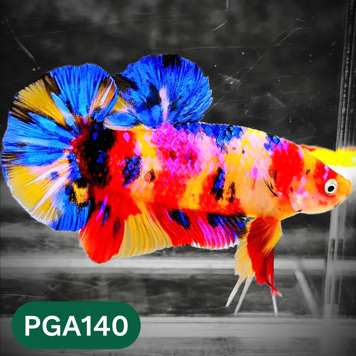 King Giant Plakat Male Betta Fish | You Pick Fish | High Grade