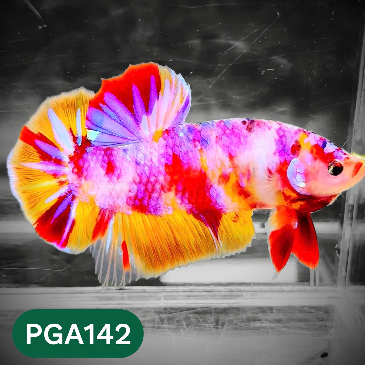 King Giant Plakat Male Betta Fish | You Pick Fish | High Grade