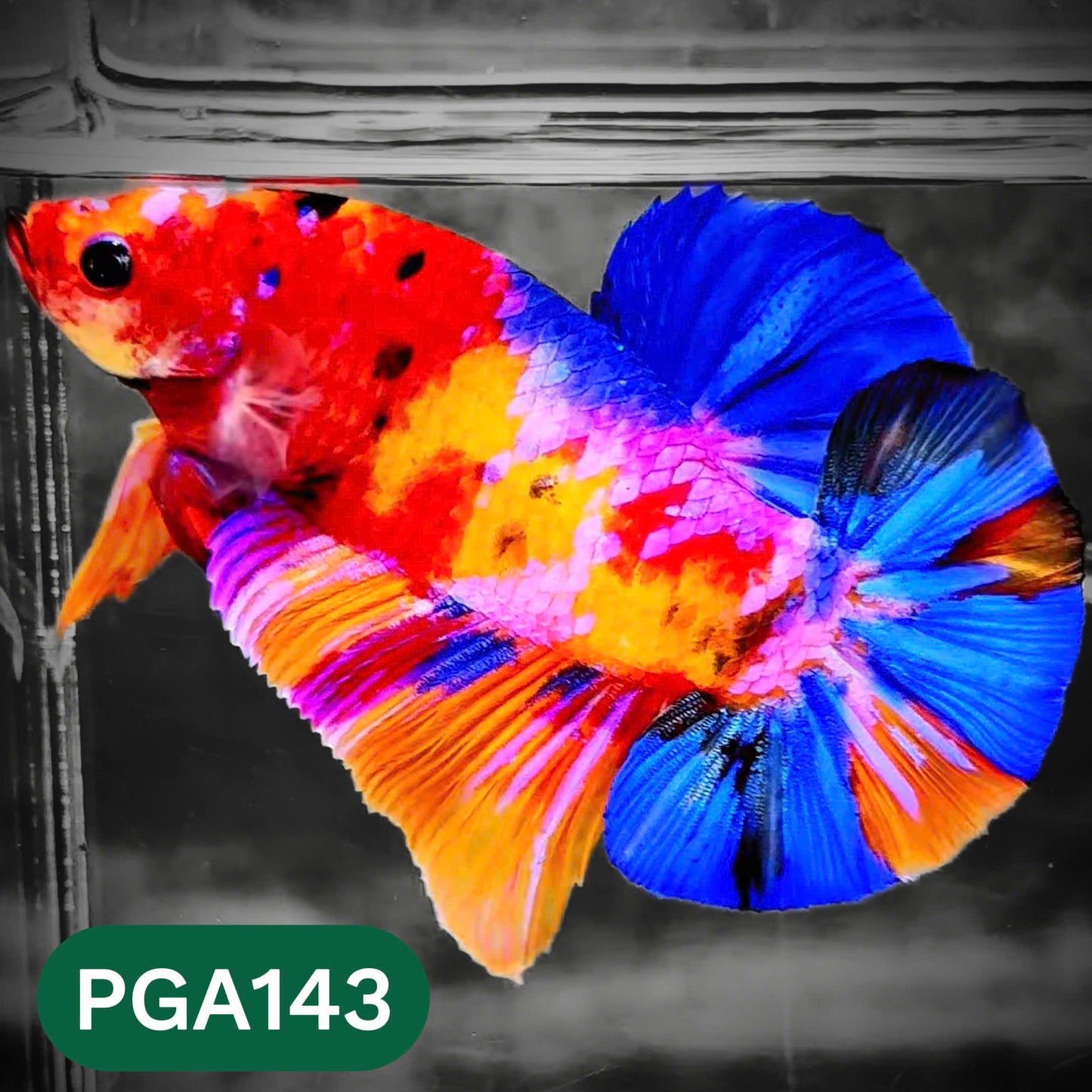 King Giant Plakat Male Betta Fish | You Pick Fish | High Grade