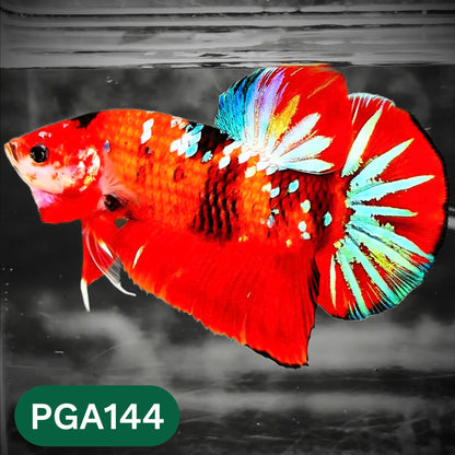 King Giant Plakat Male Betta Fish | You Pick Fish | High Grade