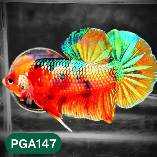 King Giant Plakat Male Betta Fish | You Pick Fish | High Grade