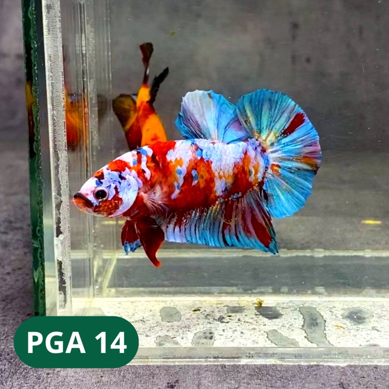 King Giant Plakat Male Betta Fish | You Pick Fish | High Grade